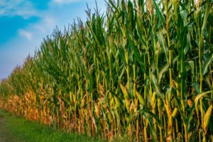 campo, maíz, agricultura-3616468.jpg