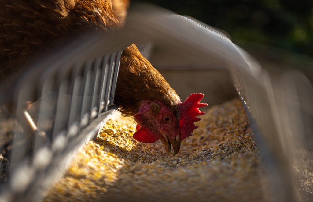 gallina, pollo, alimentación-5642953.jpg