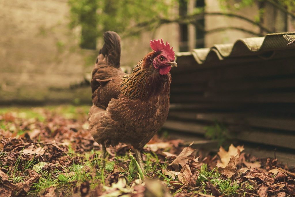 la gallina, los huevos, las aves de corral-2890672.jpg